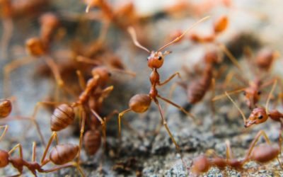 How to Tell If the Ants Around Your Catonsville Home are Dangerous