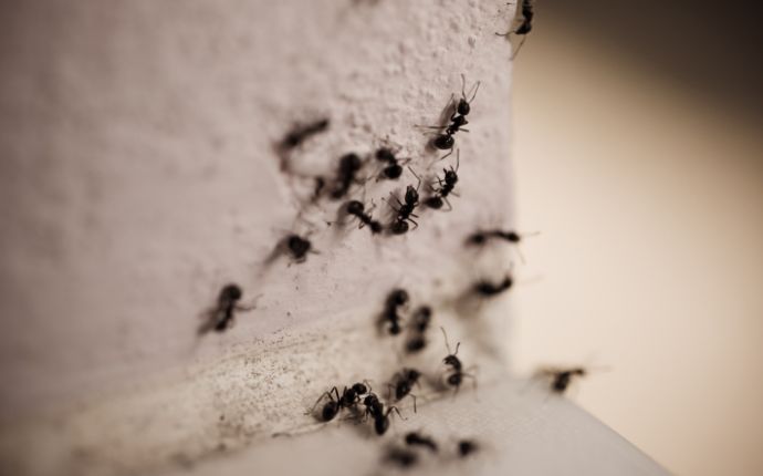 close up of ants on a white wall