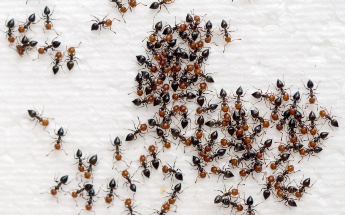 close up of many ants on a white surface
