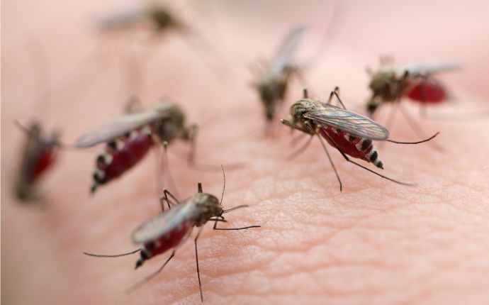 many mosquitoes sucking blood from human skin