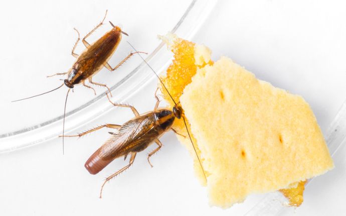 two german cockroaches lurking around biscuit crumbs